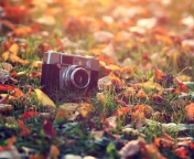 Das Old Camera On Green Grass And Autumn Leaves Wallpaper 176x144