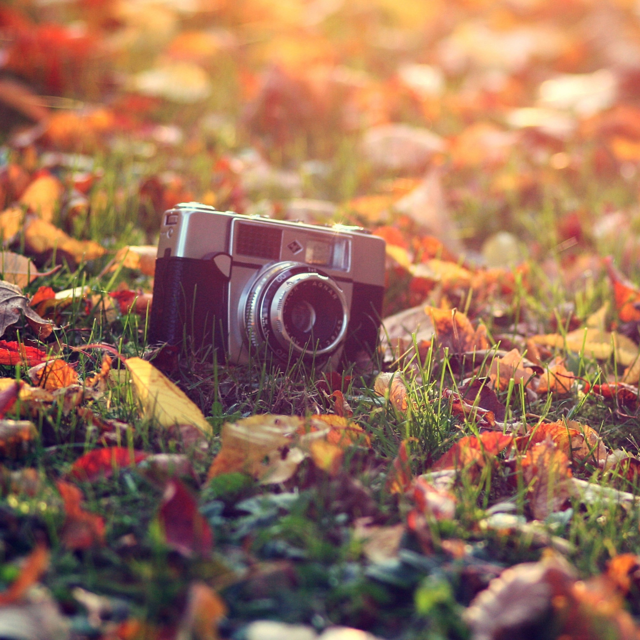 Обои Old Camera On Green Grass And Autumn Leaves 2048x2048