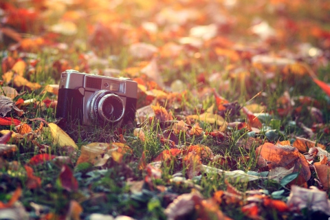 Old Camera On Green Grass And Autumn Leaves wallpaper 480x320