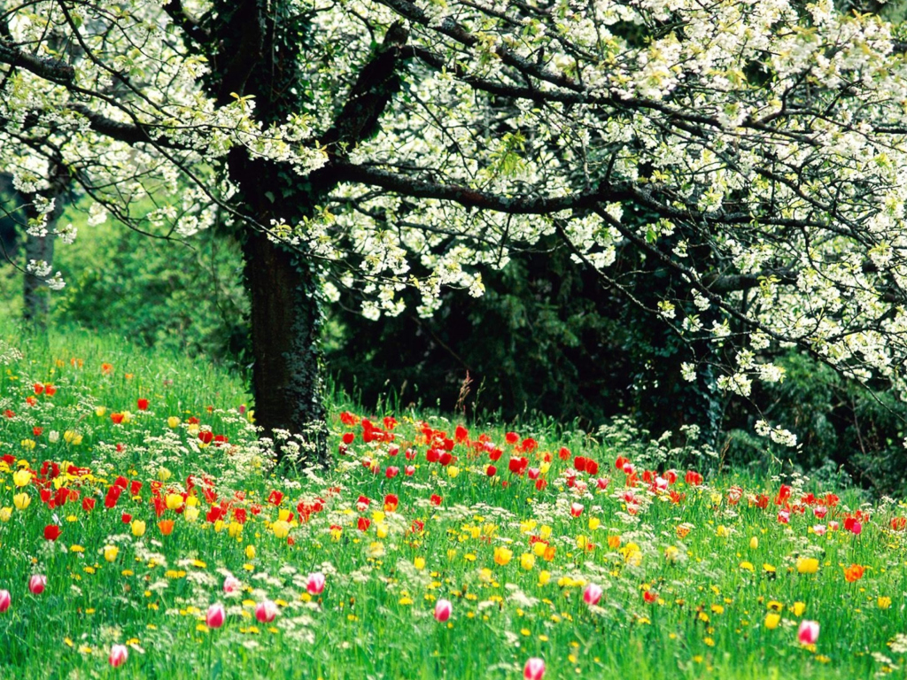 Das Spring Forest Flowers Wallpaper 1024x768
