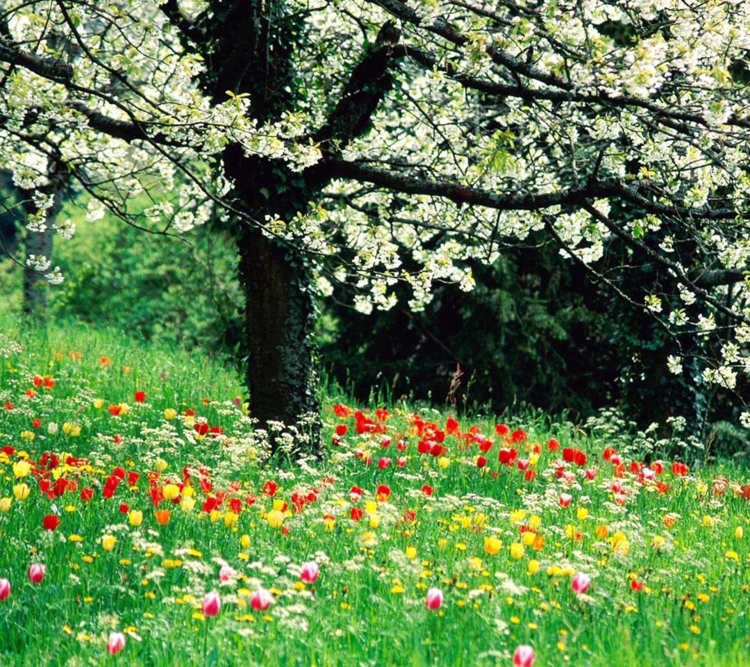 Sfondi Spring Forest Flowers 1080x960