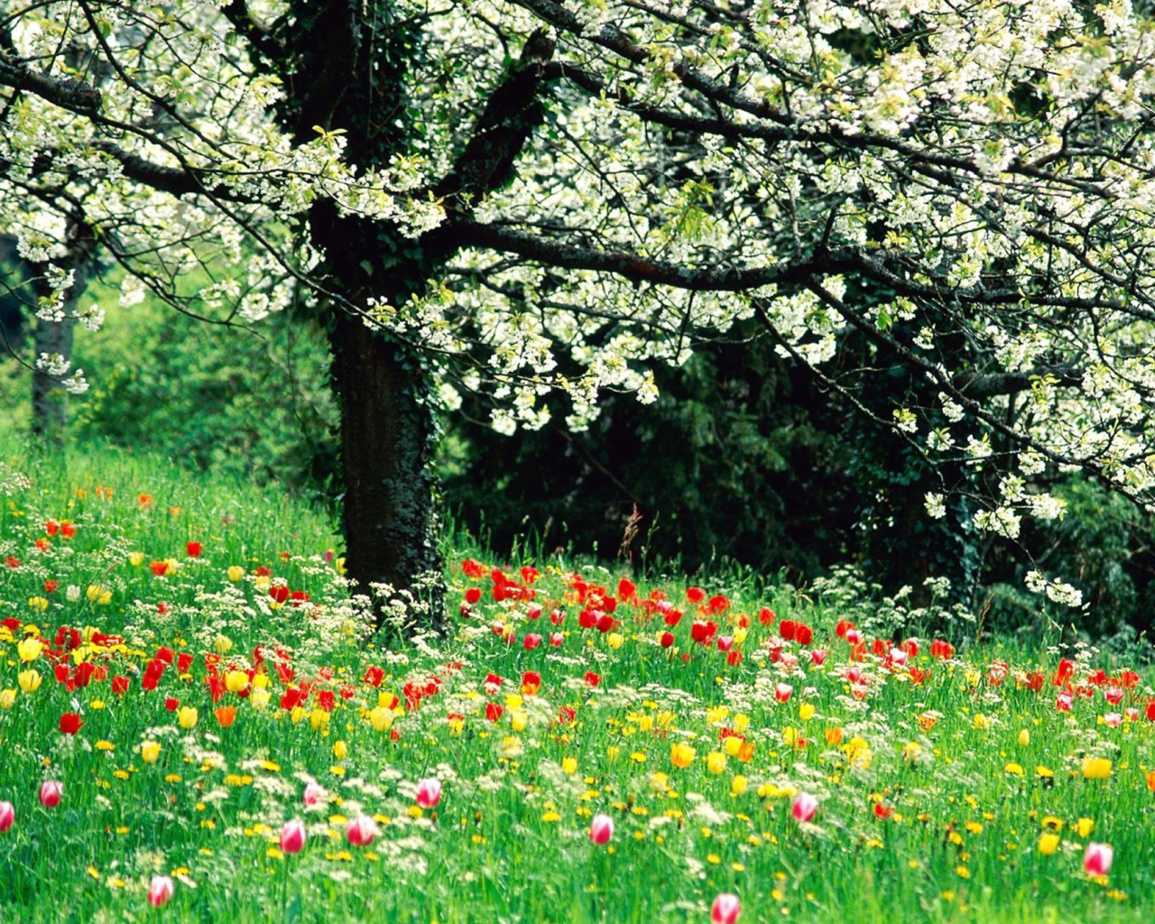 Fondo de pantalla Spring Forest Flowers 1280x1024