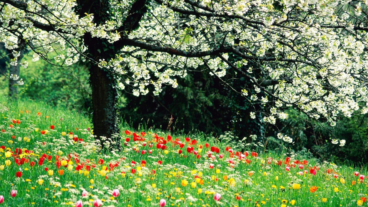 Обои Spring Forest Flowers 1280x720