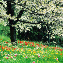 Das Spring Forest Flowers Wallpaper 128x128