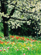 Spring Forest Flowers screenshot #1 132x176