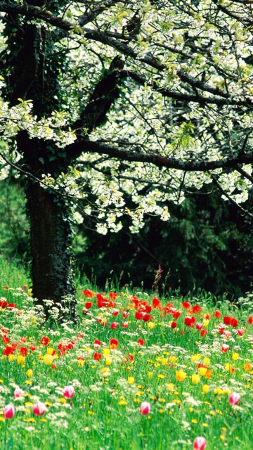 Das Spring Forest Flowers Wallpaper 360x640