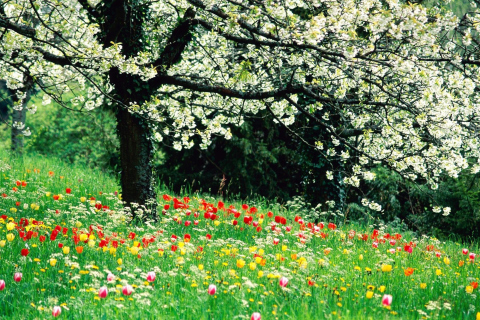 Spring Forest Flowers wallpaper 480x320