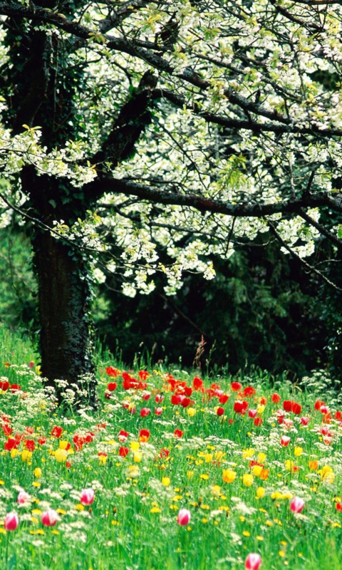 Das Spring Forest Flowers Wallpaper 480x800