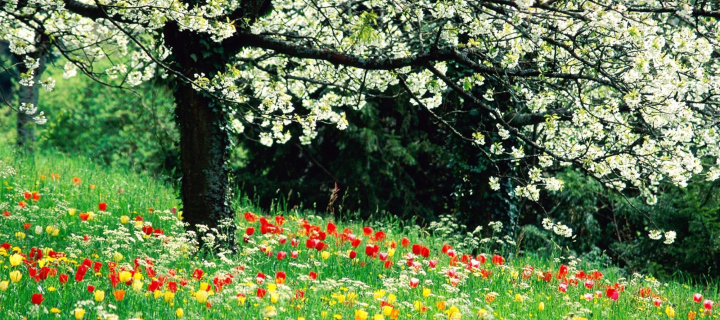 Screenshot №1 pro téma Spring Forest Flowers 720x320
