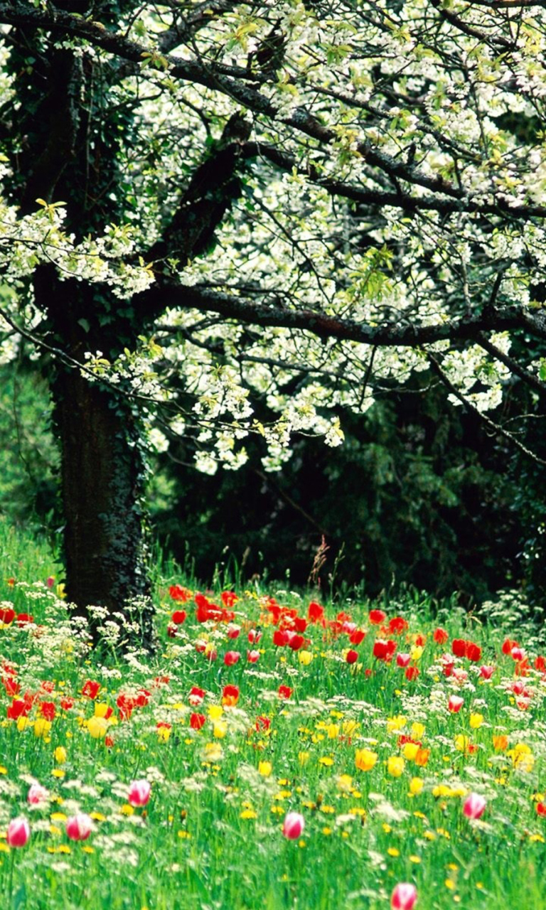 Spring Forest Flowers wallpaper 768x1280