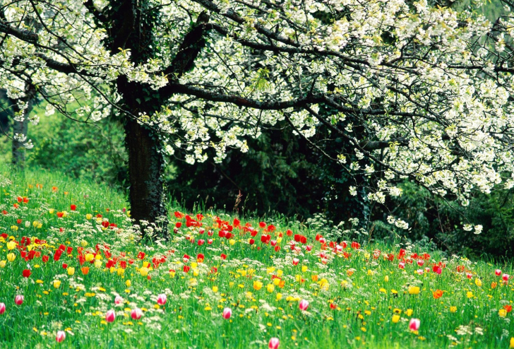 Fondo de pantalla Spring Forest Flowers