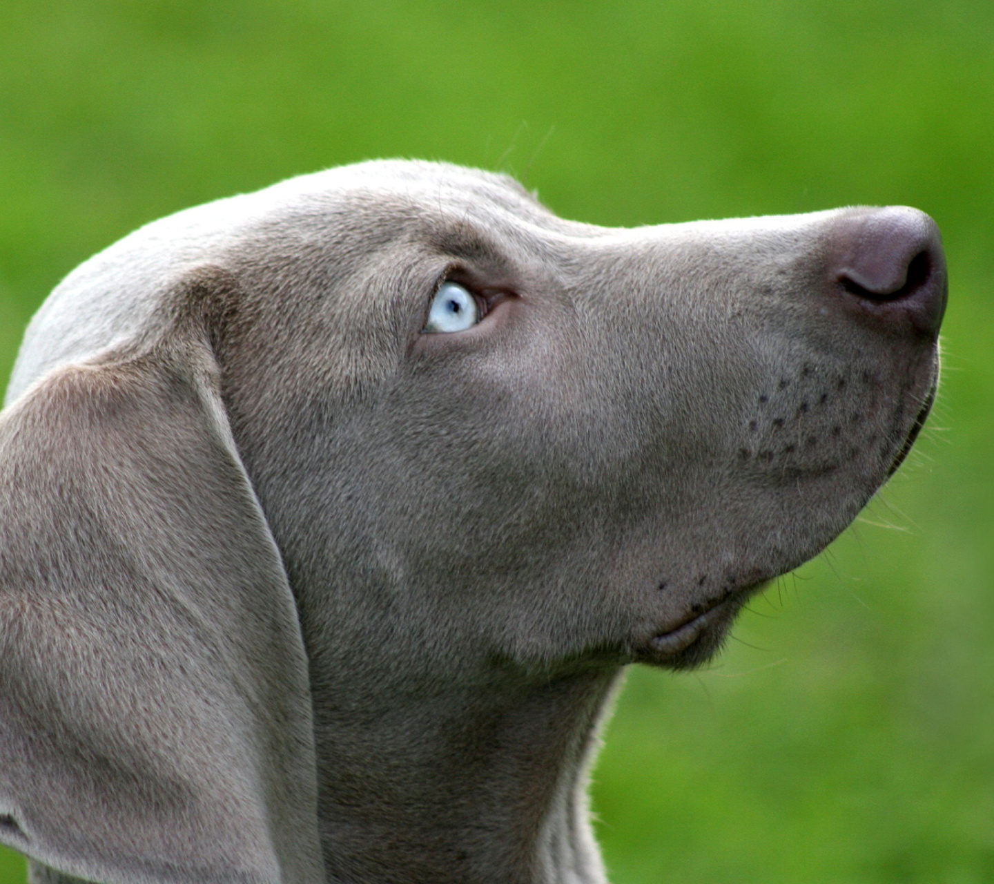 Das Weimaraner Puppy Wallpaper 1440x1280