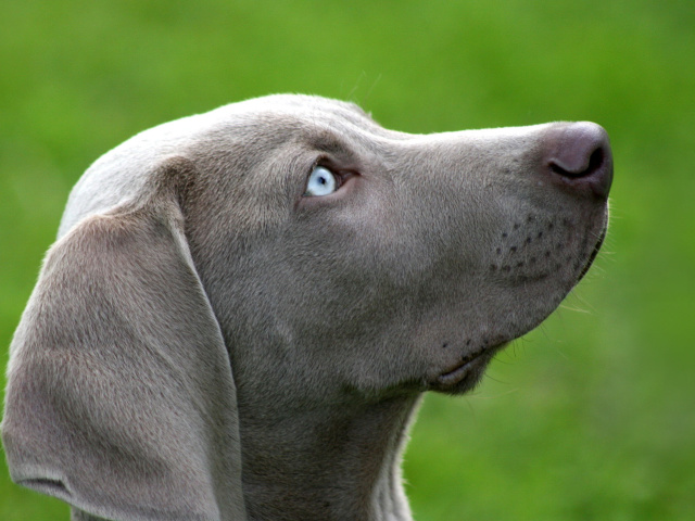 Обои Weimaraner Puppy 640x480