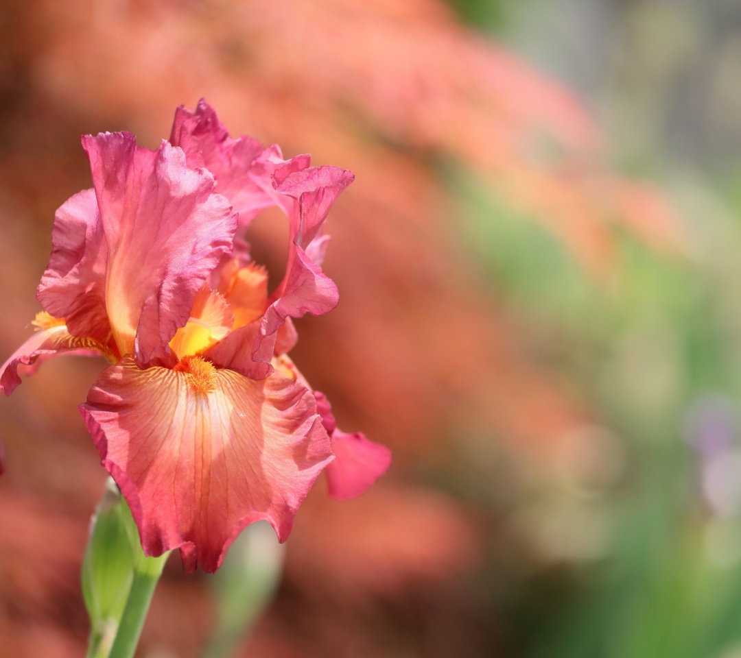 Обои Macro Pink Irises 1080x960