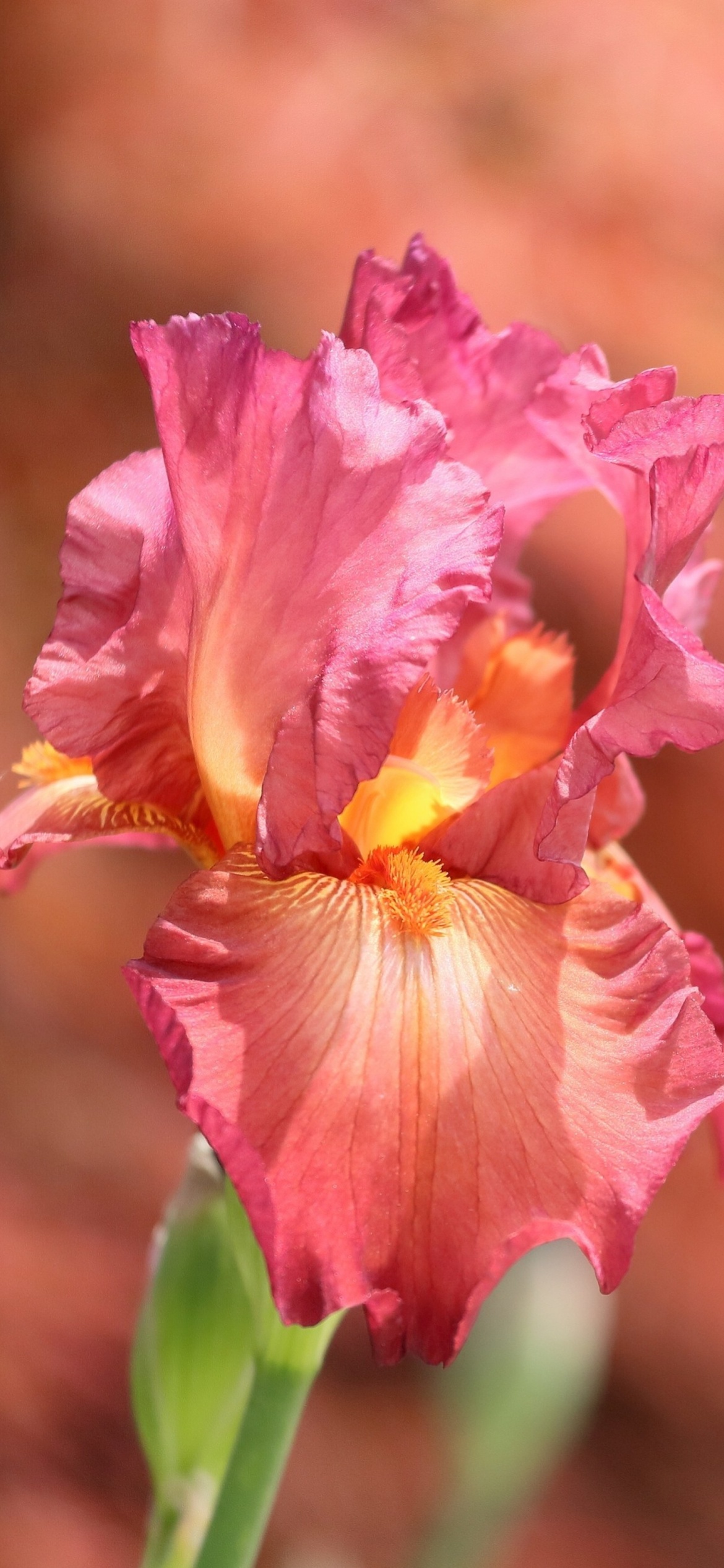 Обои Macro Pink Irises 1170x2532