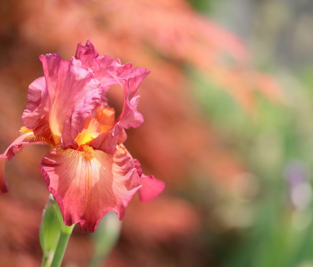 Sfondi Macro Pink Irises 1200x1024