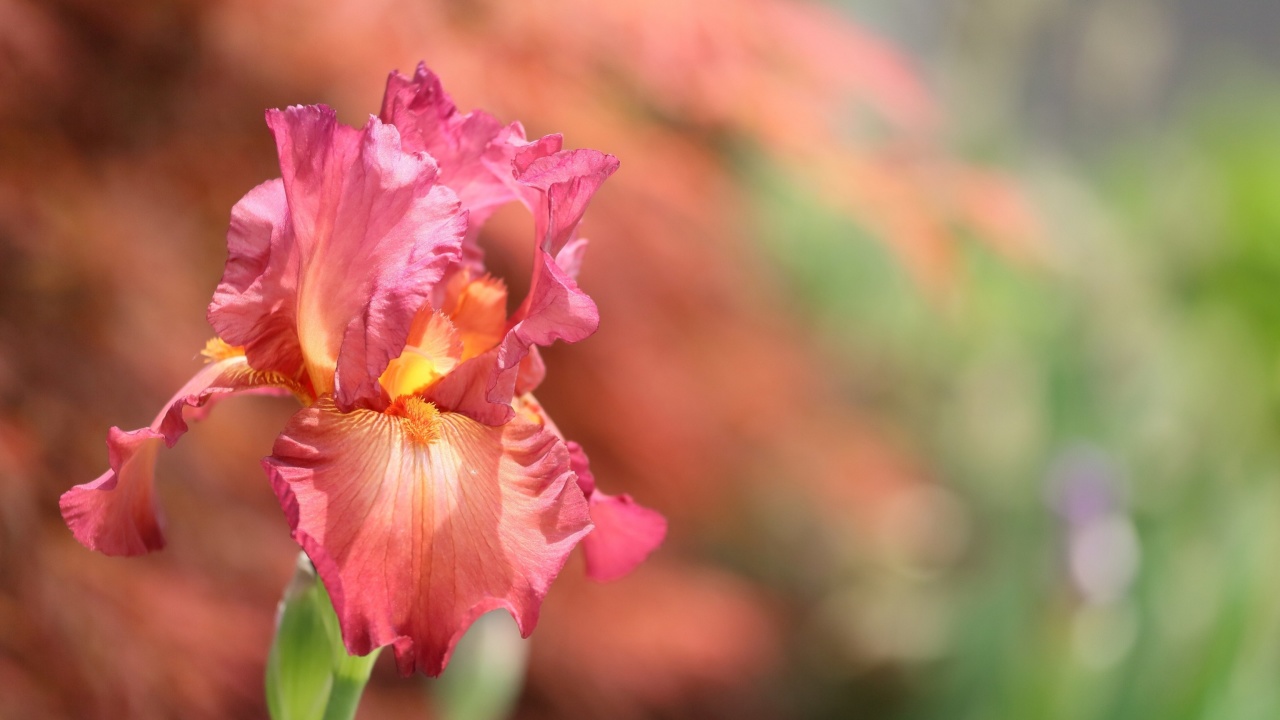 Das Macro Pink Irises Wallpaper 1280x720