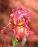 Обои Macro Pink Irises 128x160