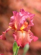 Macro Pink Irises screenshot #1 132x176