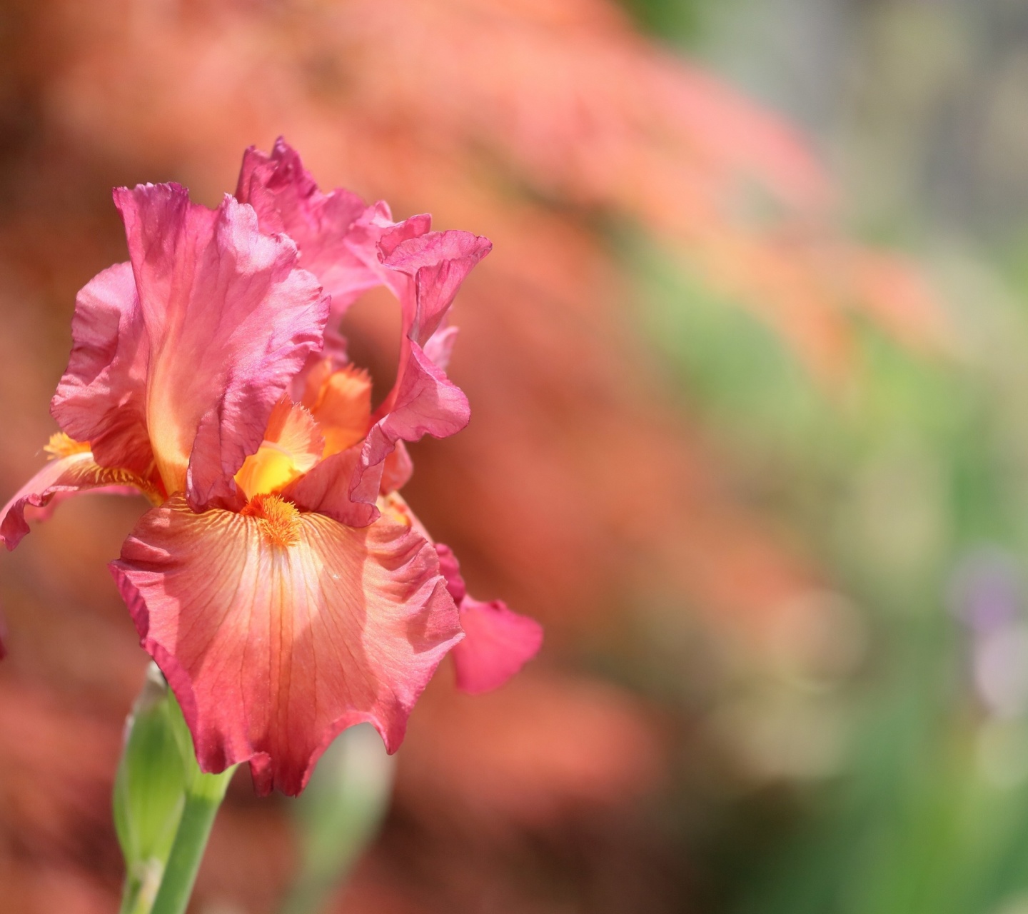 Fondo de pantalla Macro Pink Irises 1440x1280