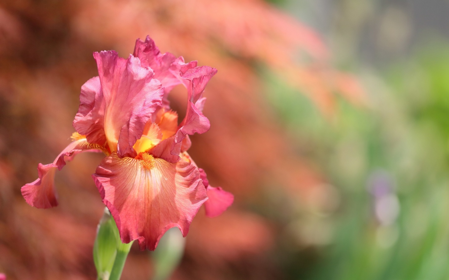 Macro Pink Irises screenshot #1 1440x900