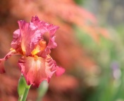 Macro Pink Irises screenshot #1 176x144