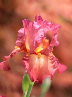 Screenshot №1 pro téma Macro Pink Irises 240x320