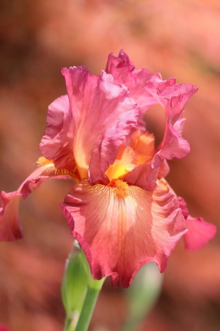 Macro Pink Irises wallpaper 320x480