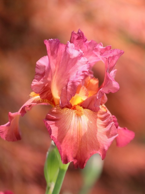 Macro Pink Irises wallpaper 480x640
