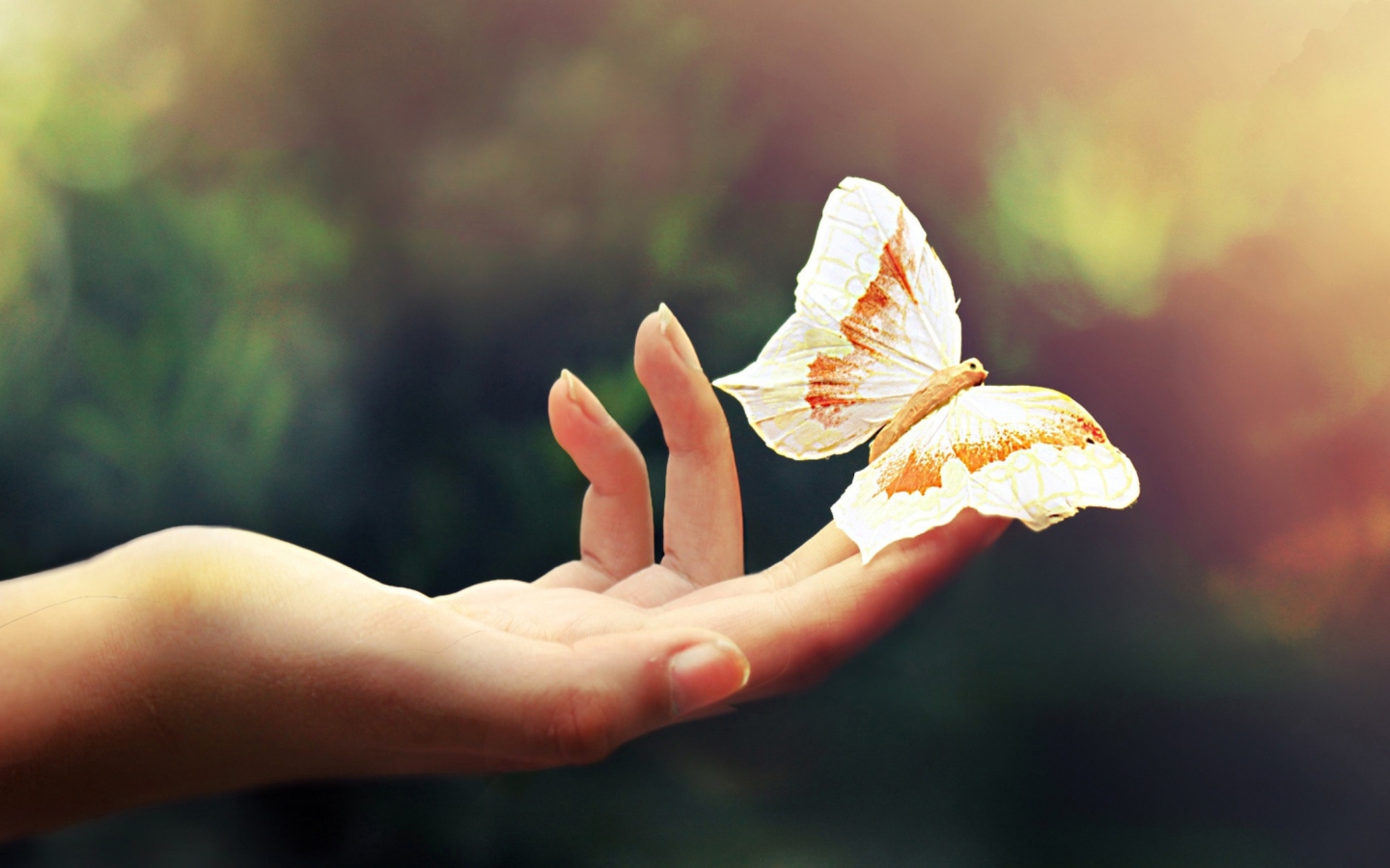 Butterfly In Her Hands wallpaper 1440x900