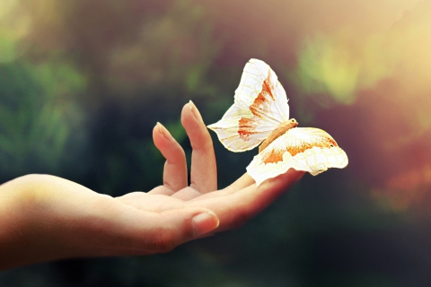 Обои Butterfly In Her Hands 480x320