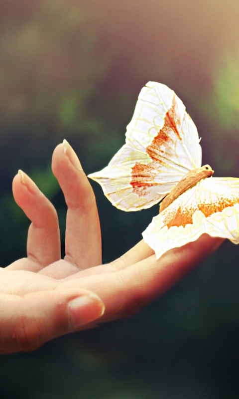 Das Butterfly In Her Hands Wallpaper 480x800