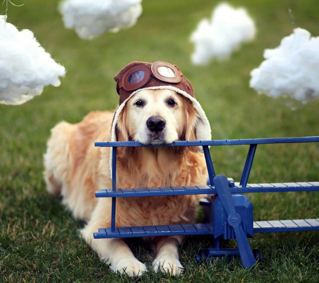 Sfondi Pilot Dog 1080x960