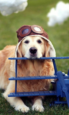 Pilot Dog screenshot #1 240x400