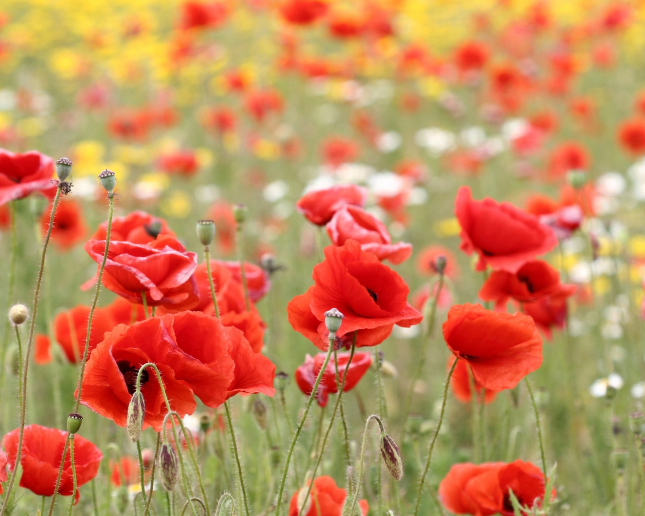 Poppies In Nature wallpaper 1280x1024