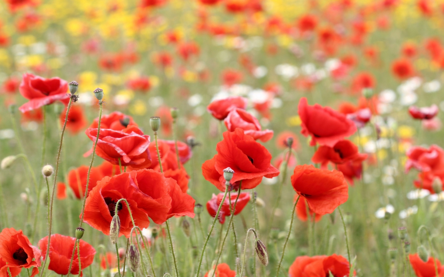 Poppies In Nature wallpaper 1440x900