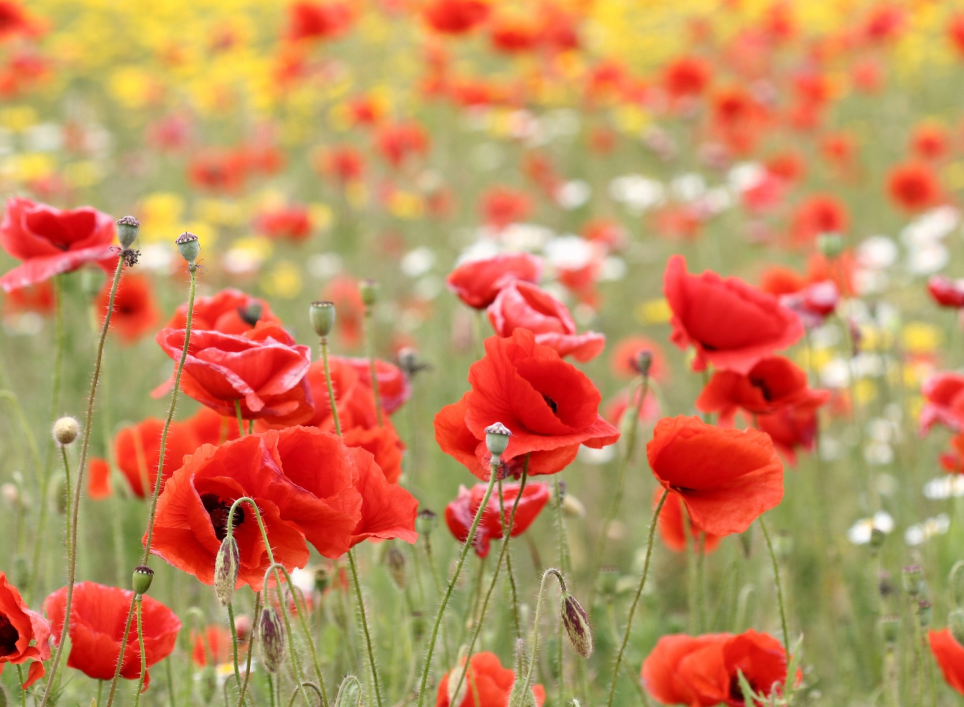 Poppies In Nature wallpaper 1920x1408
