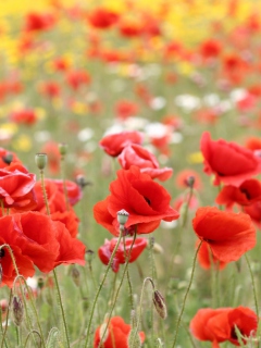 Poppies In Nature wallpaper 240x320