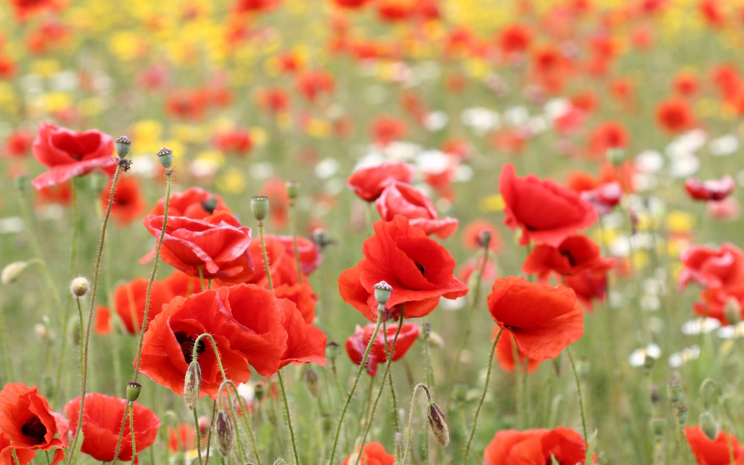 Poppies In Nature wallpaper 2560x1600