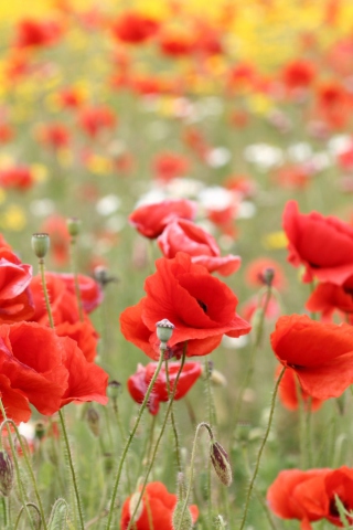 Poppies In Nature wallpaper 320x480