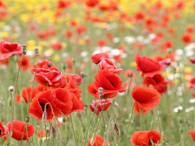 Poppies In Nature wallpaper 640x480