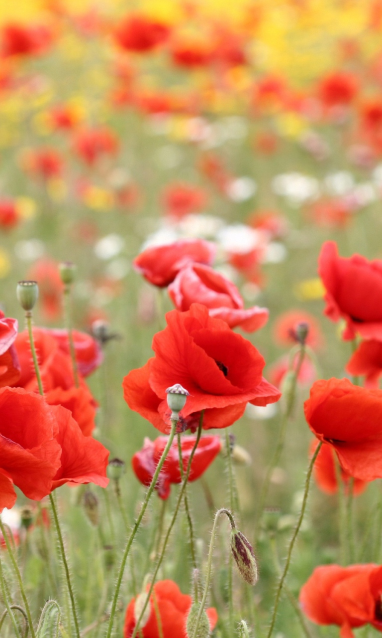 Poppies In Nature wallpaper 768x1280