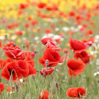 Poppies In Nature sfondi gratuiti per iPad mini