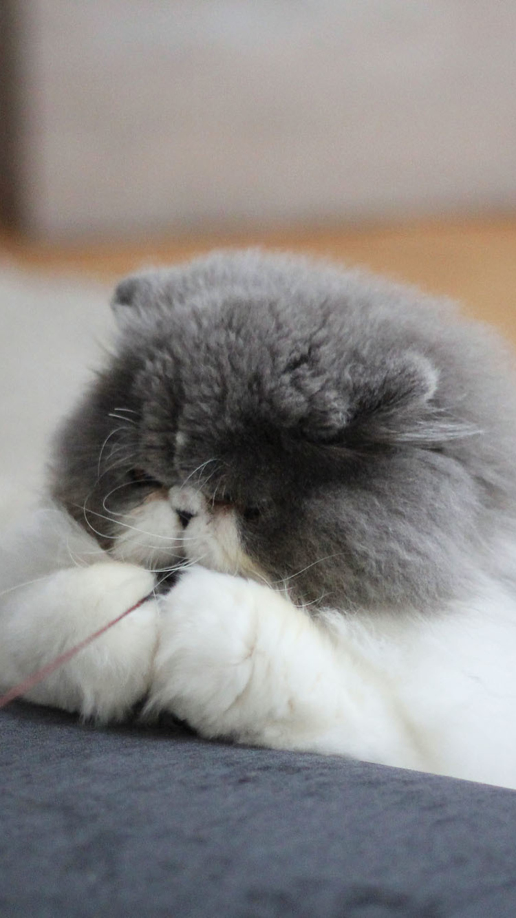 Sfondi Fluffy Cat 750x1334