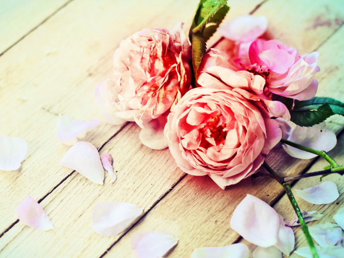 Rose Petals wallpaper 1152x864