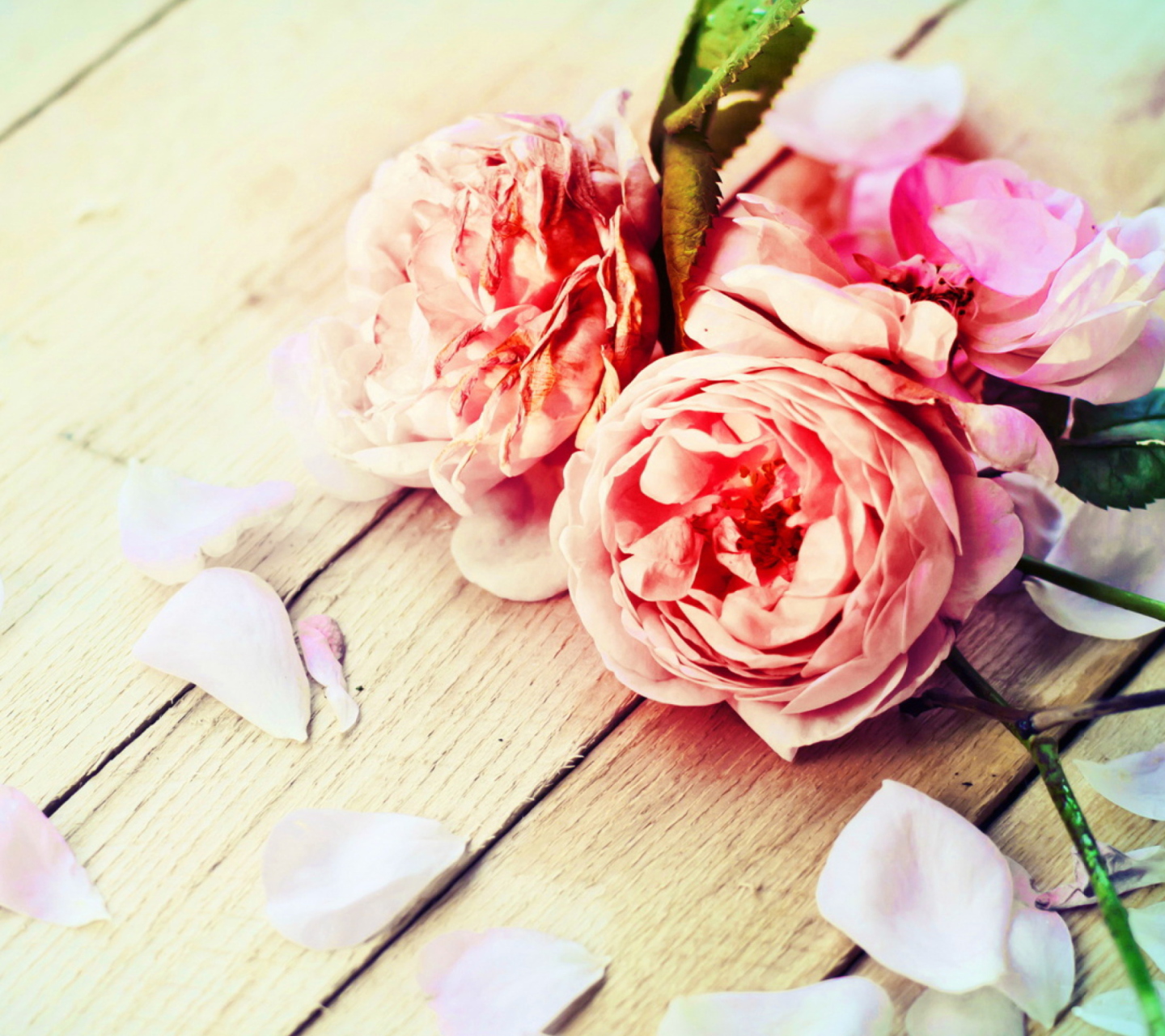 Rose Petals wallpaper 1440x1280