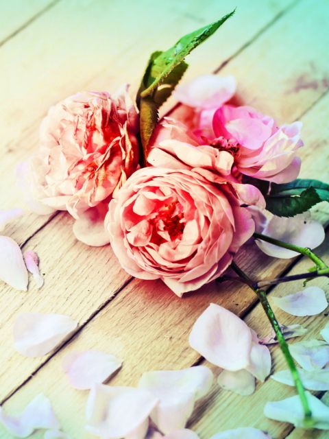 Rose Petals screenshot #1 480x640