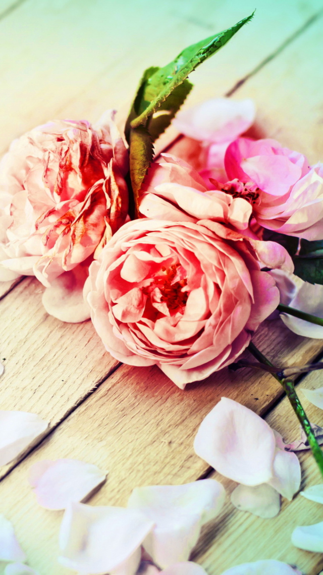 Rose Petals wallpaper 640x1136