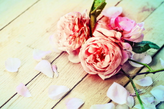 Rose Petals Background for Samsung Galaxy S4