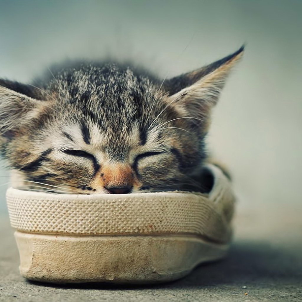 Sfondi Grey Kitten Sleeping In Shoe 1024x1024